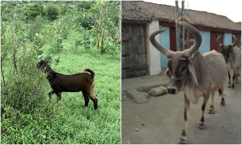 Left: Thar after the rains, a goat in a gowcher — photo by Sohail Sangi; right: old nagar bazar — photo by author