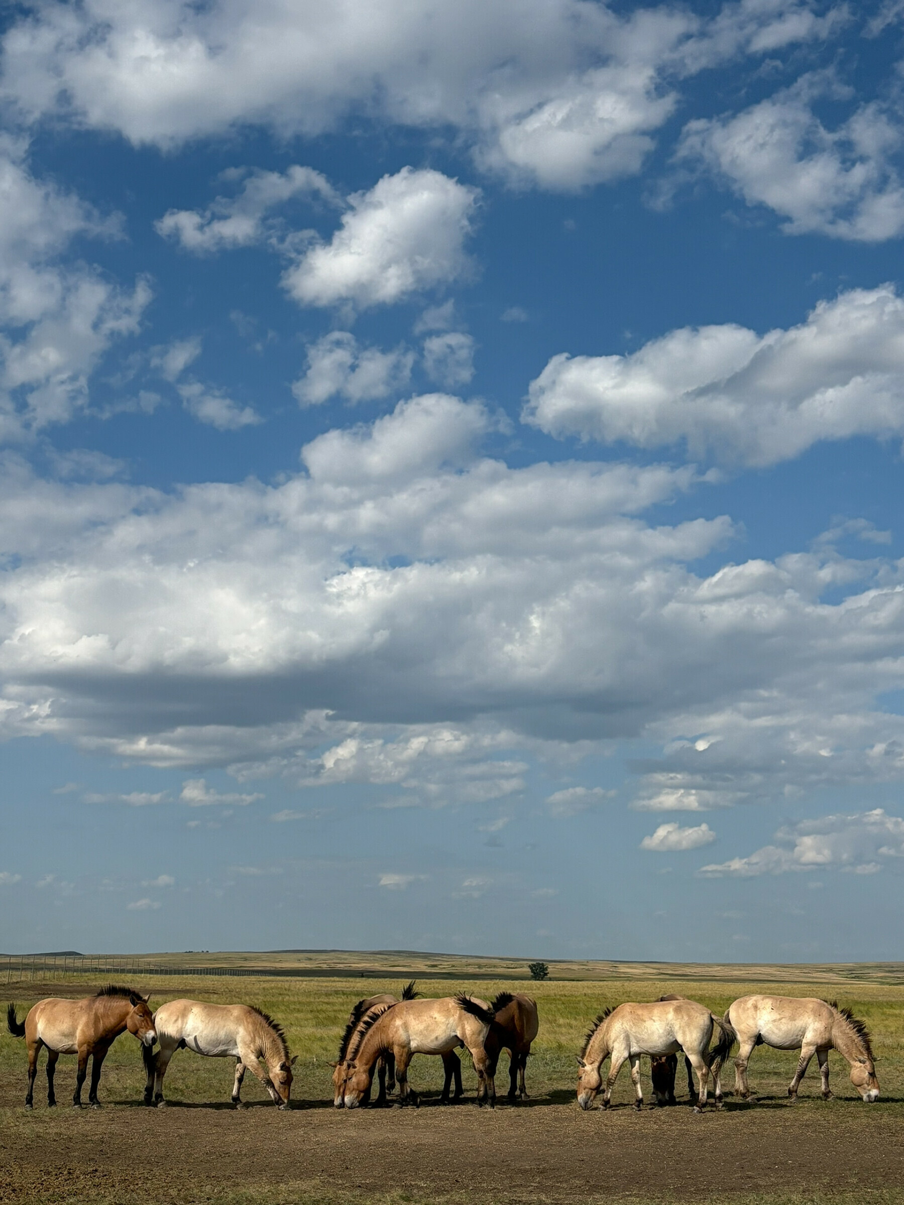   جنگلی پریوالسکی گھوڑوں کو قریب سے دیکھنے کا موقع ملا  