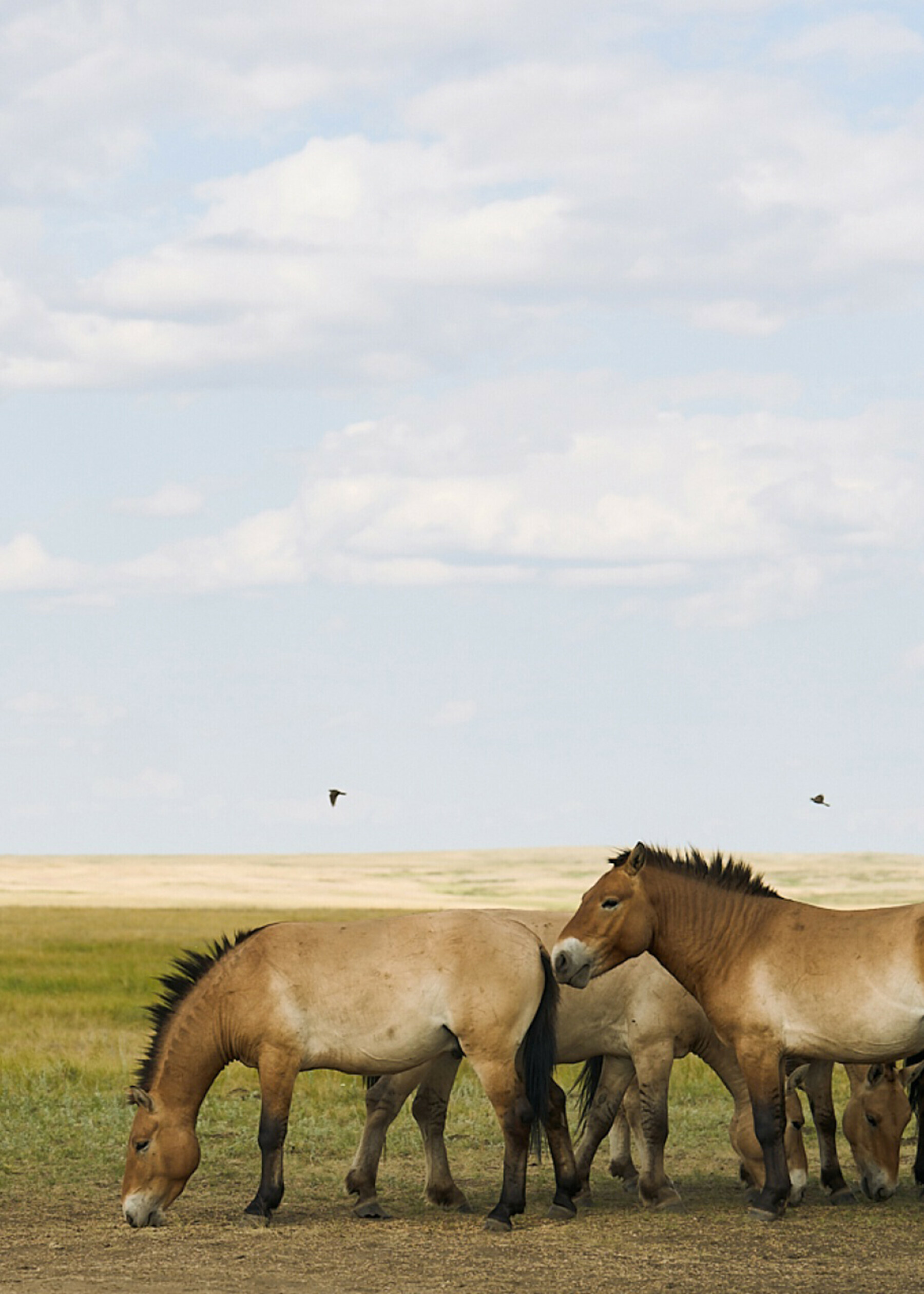   اورینبرگ کے تاحدِ نظر دور تک پھیلے سبز میدانوں میں گھوڑوں کا ایک خوبصورت منظر  