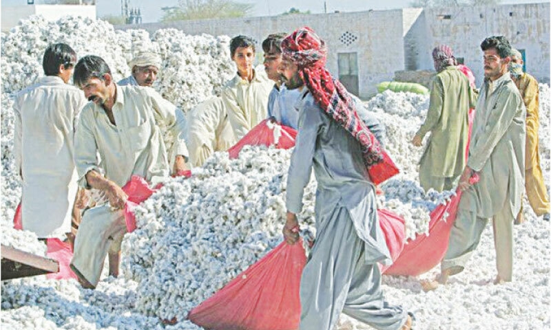 Workers carry freshly picked cotton at a factory in Khanewal. Stakeholders have urged the government to reduce taxes and promote high-yield varieties to revive cotton production.—AFP/file