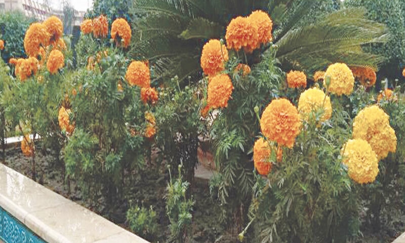 Plants grown in raised beds or at waist height are easier to tend to for those with back-related issues