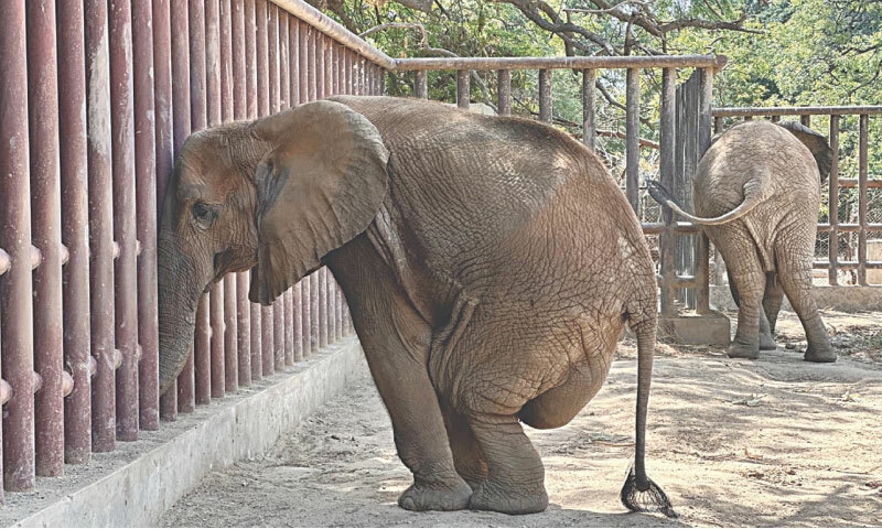 The elephant Noor Jehan rubs her head against the railing of her enclosure at the Karachi Zoo a few weeks before her death in April 2023. Her sister Madhubala is at the back | Four Paws