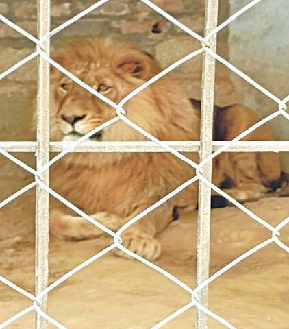 The lion that was recovered from a house in Bewal town of Gujar Khan. — Dawn