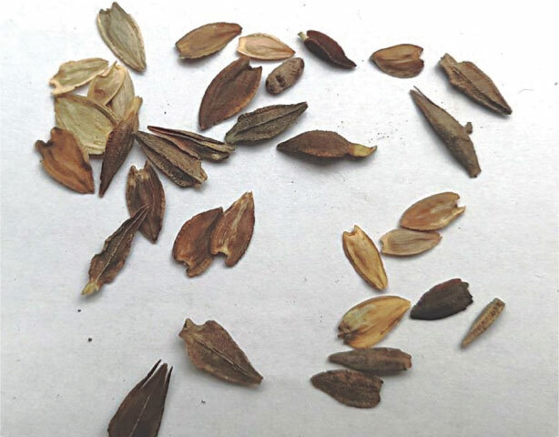 Zinnias bloom in a multitude of colours and add to the garden's beauty