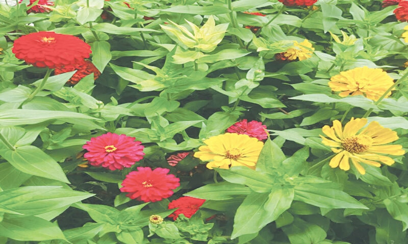 Seeds of the zinnia plant are lighter in weight | Photos by the writer