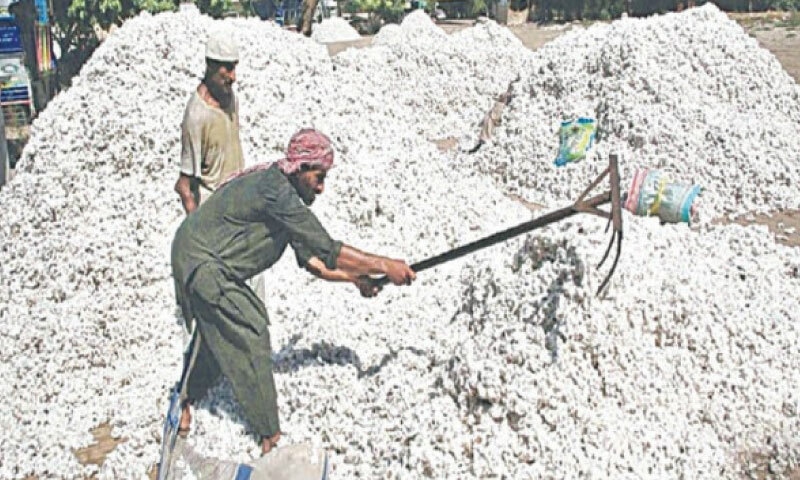 Textile mills imported 4.5m cotton bales in FY25 amid weak domestic output and high 18pc sales tax on local crop.—Dawn/file