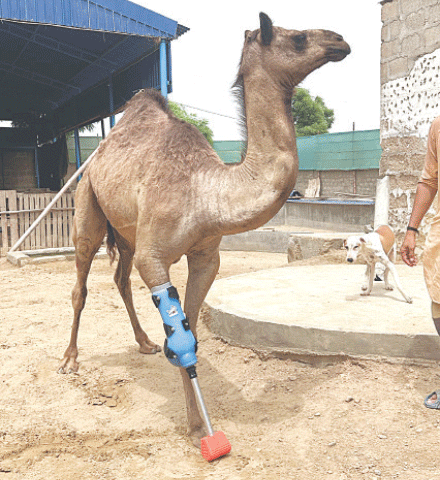 Cammie the camel. —x/ShaziaAttaMarri