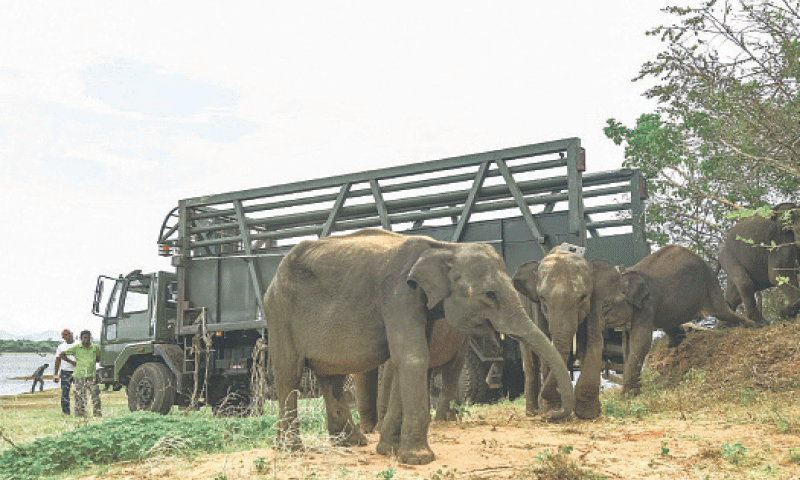 BABY elephants are being released into a forest near Udawalawe, in Sri Lanka’s south.—AFP