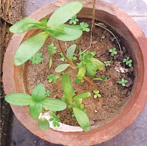 After growth of true leaves, the seedlings need to be shifted to separate pots
