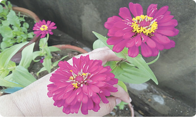 Blooming zinnia flowers are a sight to behold | Photos by the writer