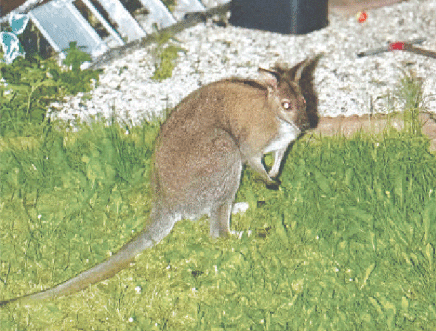 A WALLABY runs amok in Wattrelos, northern France, after escaping from its enclosure in Belgium, along with another wallaby.&mdash;AFP