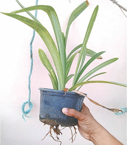 Roots of the amaryllis bulb emerging from the drainage hole of a six-inch pot