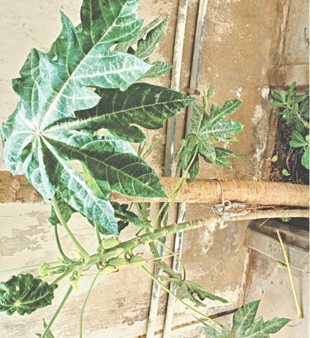 Papaya fruit that has not matured | Photos courtesy the writer