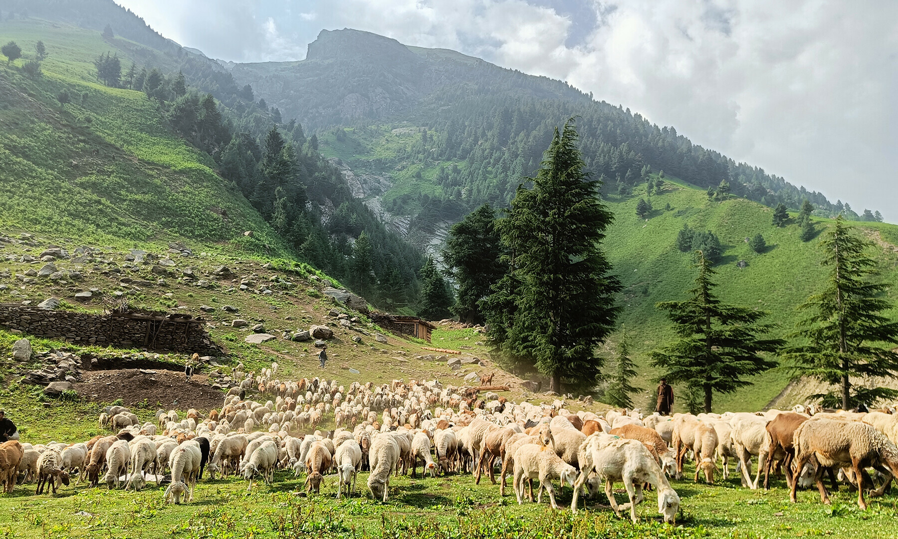 بکروال اور ان کی بکریاں