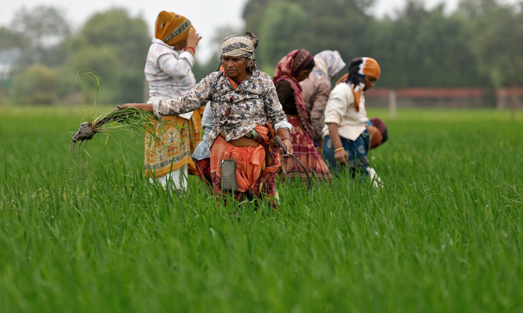  Farmers remove grass from a paddy field on the outskirts of Ahmedabad, India, on August 1, 2025. — Reuters/Amit Dave 