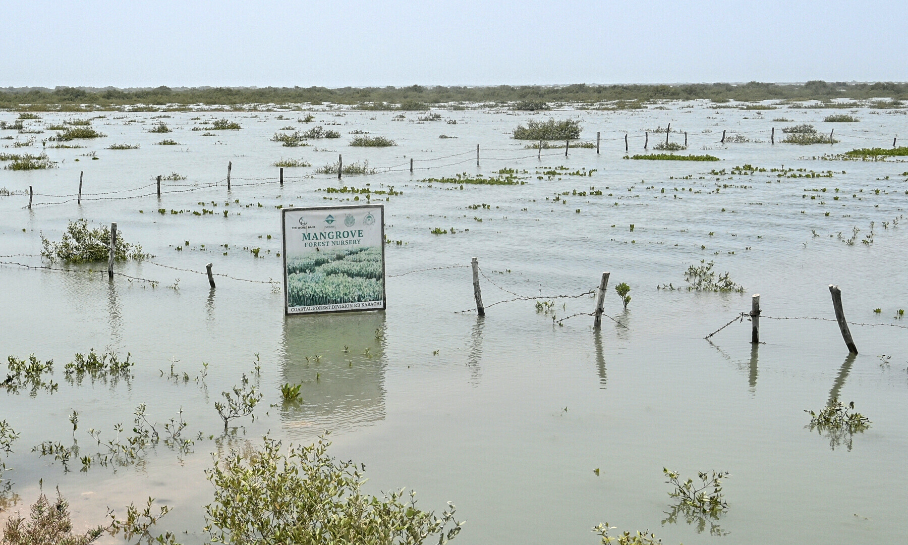 A general view shows newly planted mangroves in Keti Bandar town of Thatta district near the Indus delta on June 26. — AFP