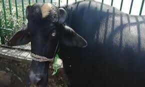 عدالت عالیہ نے چیف افسر میونسپل کارپوریشن کو درخواست گزاروں کو سن کر فیصلہ کرنے کا حکم دیا۔
—فائل فوٹو: ڈان نیوز عدالت عالیہ نے چیف افسر میونسپل کارپوریشن کو درخواست گزاروں کو سن کر فیصلہ کرنے کا حکم دیا۔
—فائل فوٹو: ڈان نیوز