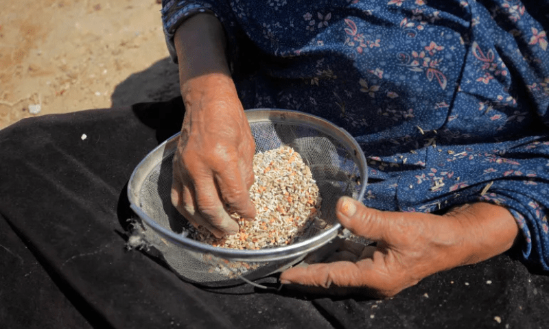 Using a sieve, a Palestinian woman separates scattered legumes from sand. — Anadolu Agency
