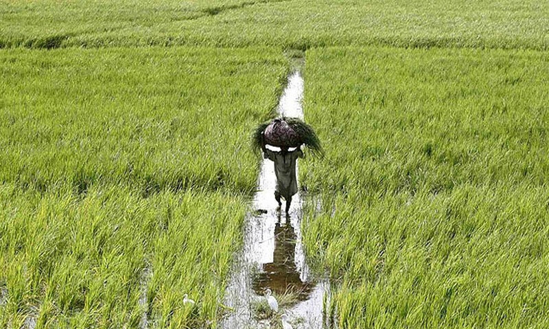 فائل فوٹو: ڈان نیوز