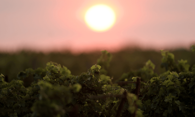The sun rises over a vineyard which was preserved amid a wildfire near Saint-Laurent-de-la-Cabrerisse, southern France on August 7, 2025. &mdash; Reuters