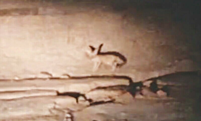 ماہرین کا کہنا ہے کہ جانوروں اور رہائشی ماحول کی حفاظت نہ کی تو یہ ہمیشہ کیلئے غائب ہو سکتے ہیں — فوٹو: ڈان ماہرین کا کہنا ہے کہ جانوروں اور رہائشی ماحول کی حفاظت نہ کی تو یہ ہمیشہ کیلئے غائب ہو سکتے ہیں — فوٹو: ڈان