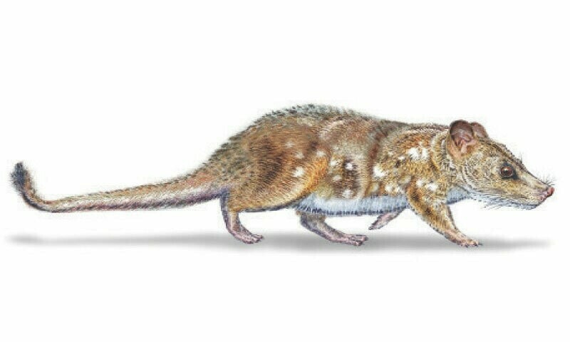 ایک آرٹسٹ کی جانب سے بنائی گئی یوتھیریم پریسر کی تخیلاتی تصویر — فوٹو: اے ایف پی ایک آرٹسٹ کی جانب سے بنائی گئی یوتھیریم پریسر کی تخیلاتی تصویر — فوٹو: اے ایف پی