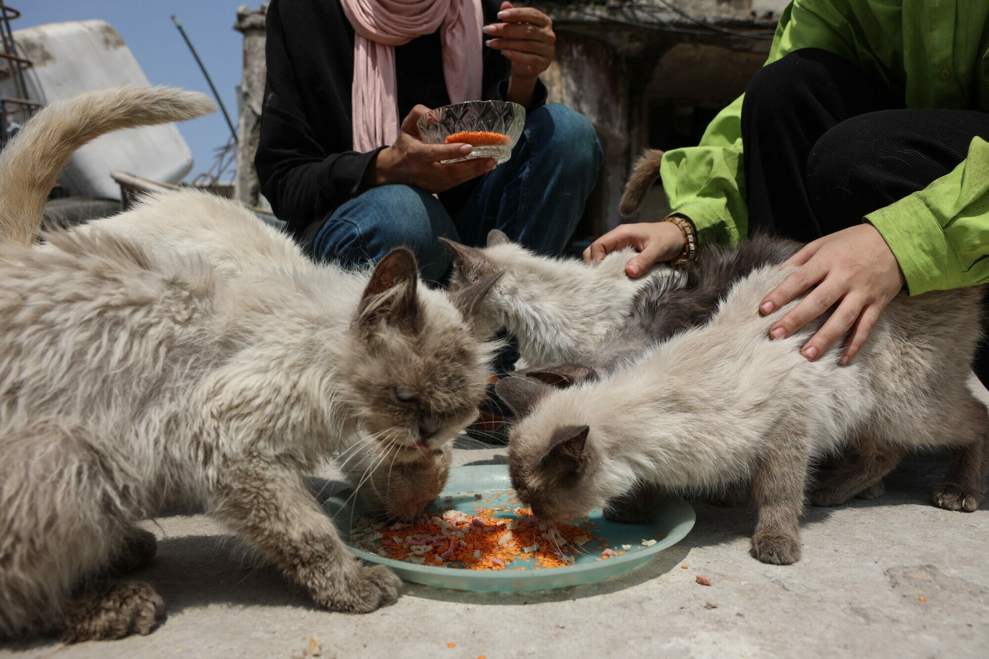 What Should I Feed My Stray Cat: Essential Tips for Healthy Care