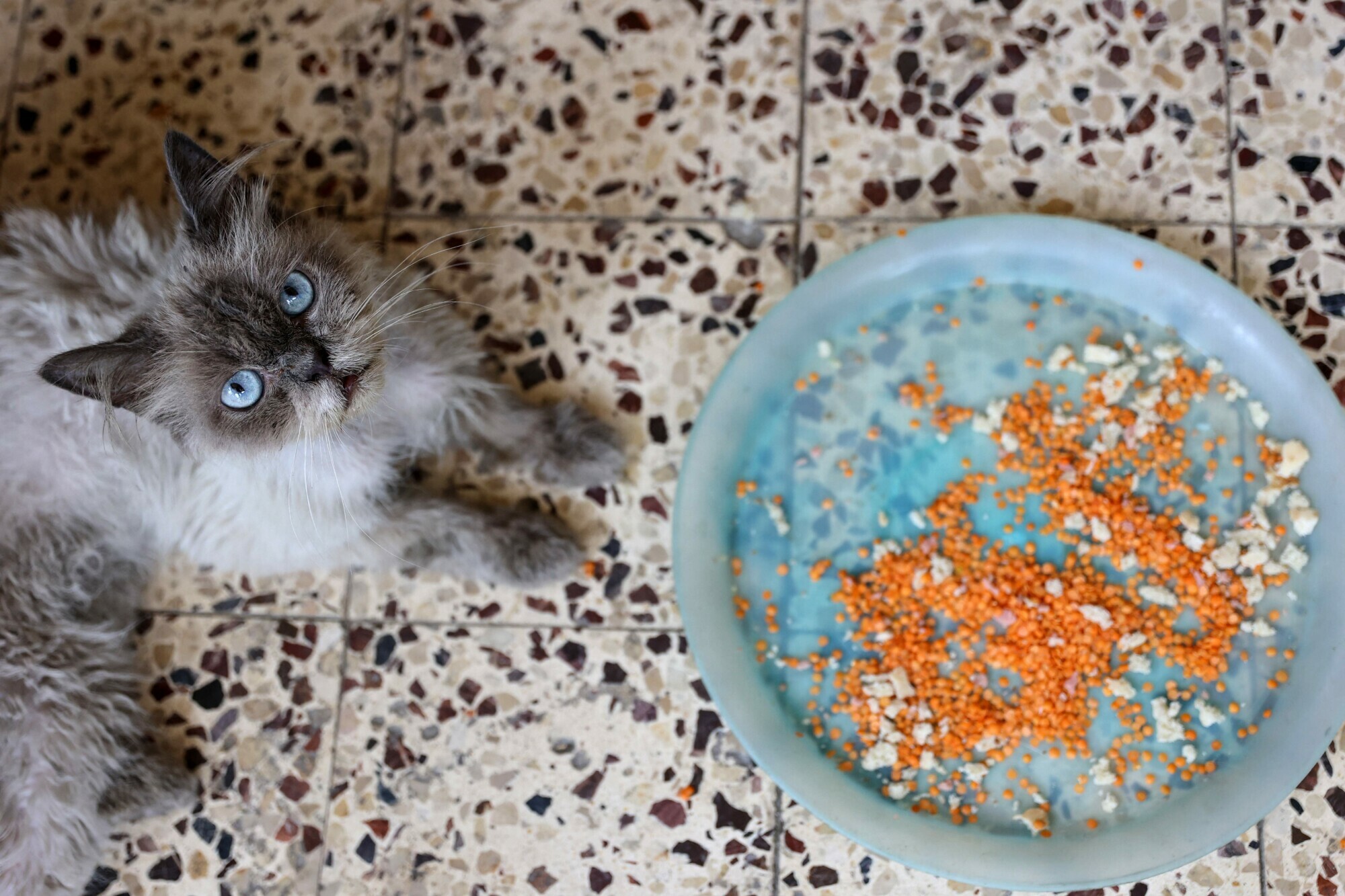 A stray cat eat lentils in Gaza City, August 13. &mdash; AFP