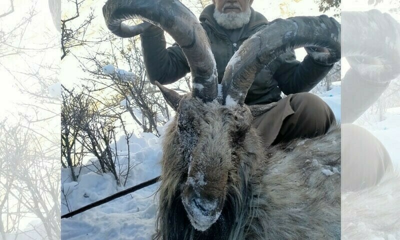 — فائل فوٹو: محکمہ جنگلات و جنگلی حیات گلگت بلتستان — فائل فوٹو: محکمہ جنگلات و جنگلی حیات گلگت بلتستان