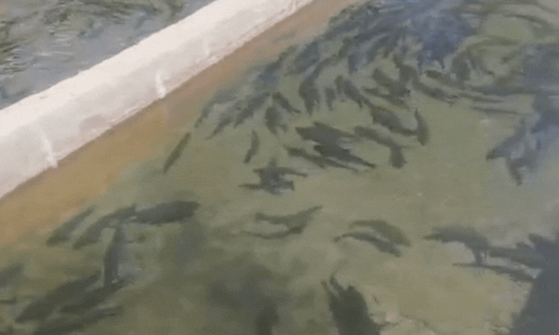   چشمے کا پانی آبی حیات کا مسکن ہے  