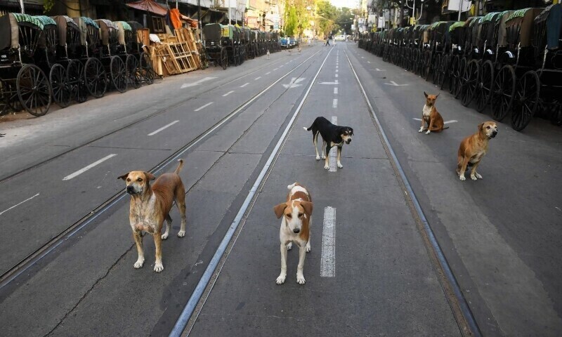 Stray dogs gather on a deserted road during a government-imposed nationwide lockdown as a preventive measure against the coronavirus in Kolkata, March 26, 2020. &mdash; AFP/File