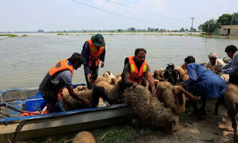 Rescue 1122 volunteers offload herd of sheep and goats, after they were rescued from the flooded area, in Bhikhiwind village, Kasur, Punjab on Aug 23. &mdash; Reuters