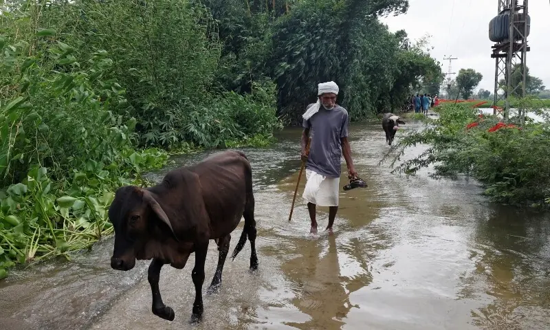 A resident walks with his cattle in a flooded street in Bhikhiwind village, Kasur, Punjab on Aug 24. &mdash; Reuters