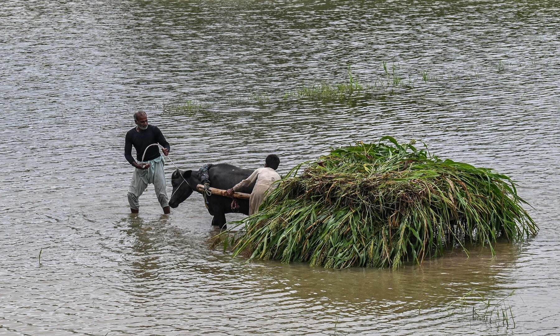 Thousands evacuated in Punjab as India opens floodgates, rains swell rivers  to 'exceptionally high' levels - Pakistan - DAWN.COM