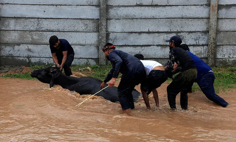 People push a buffalo after it was stranded on a flooded road in Sialkot on August 27. &mdash; Reuters