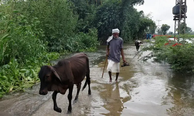 A resident walks with his cattle in a flooded street in Bhikhiwind village, Kasur, Punjab on Aug 24. &mdash; Reuters