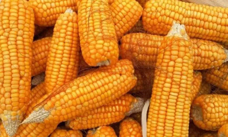 &mdash; فائل فوٹو