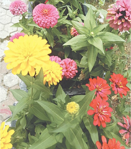 Colourful varieties of zinnias potted in a flower bed