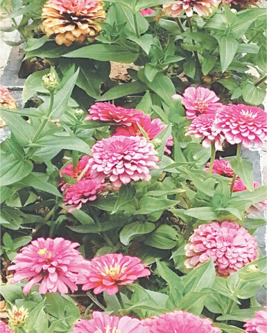 Zinnias attract natural pollinators | Photos by the writer