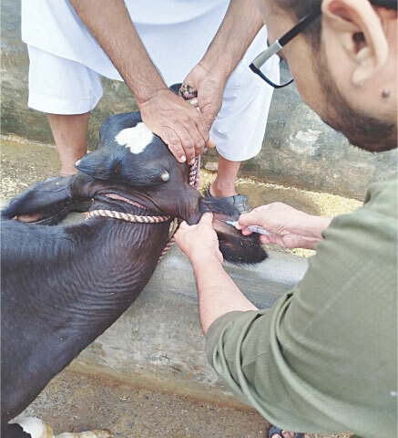 A veterinarian takes blood samples from a cow infected with FMD at a farm in Chakwal in June 2025 | Photo by the writer