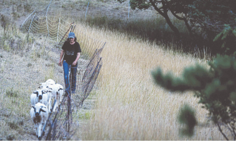 VOLUNTEERS watch over a flock of sheep on hills overlooking Villebois-les-Pins, in central France.&mdash;AFP