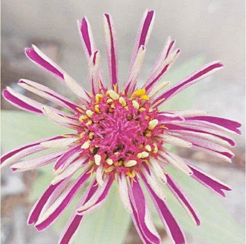 Zinnia flower during the blooming phase | Photos by the writer