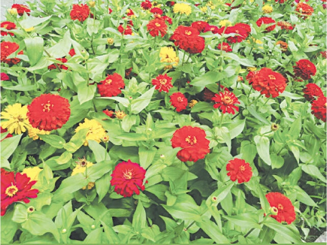 Dahlia-like zinnias in a garden