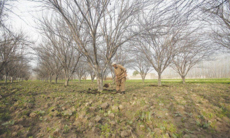  A farmer works at a plum orchard in Peshawar | Shahbaz Butt/White Star 