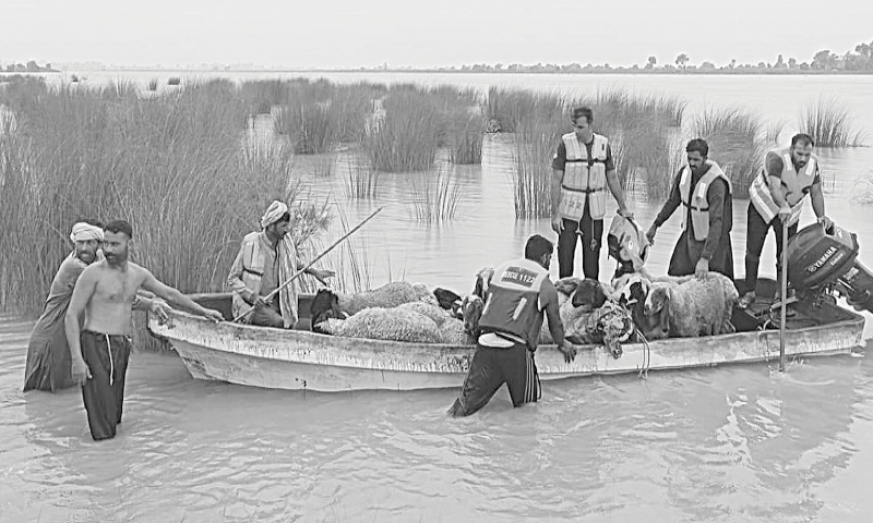 Rescue officials evacuate animals from the banks of River Sutlej at Ganda Singh Talwar.&mdash;Dawn