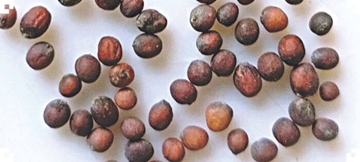 Seeds of red cabbage are relatively small, hard and round in shape