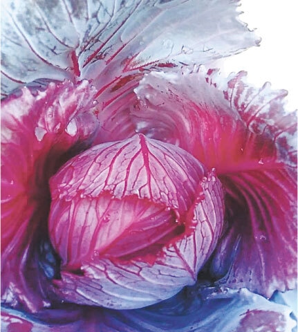 The distinct, contrasting inner and outer leaves of the red cabbage plant | Photos by the writer