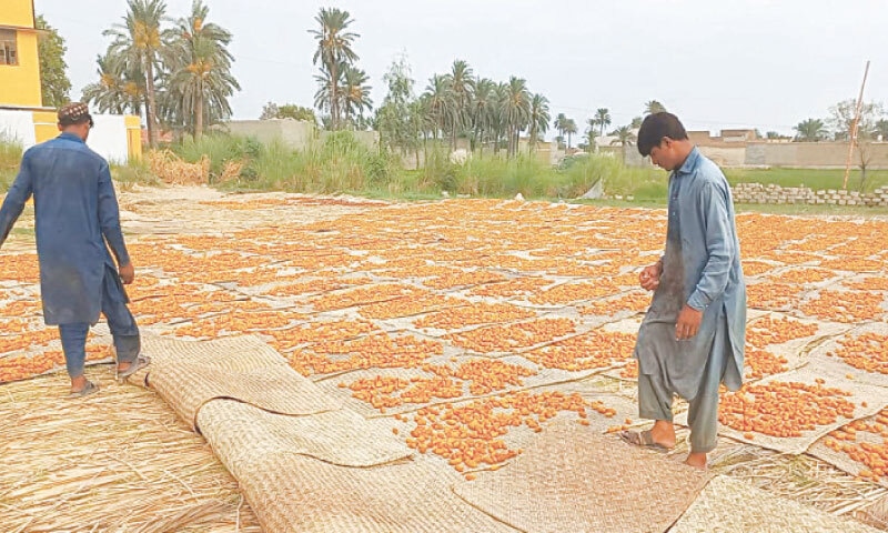 Workers spread freshly harvested dates for drying. &mdash; Dawn