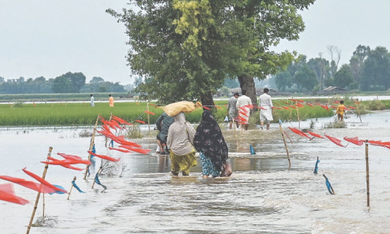 KASUR: Residents cross a flooded field via a specially marked route, after rising rivers and heavy rainfall forced many living along riverbanks to leave their inundated homes.&mdash;AFP