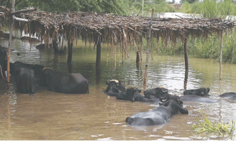 A cattle shed is submerged by floodwater. — White Star A cattle shed is submerged by floodwater. — White Star